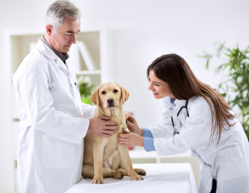 ENVET Clínica Veterinária e Cursos em Quarta Parada em São Paulo